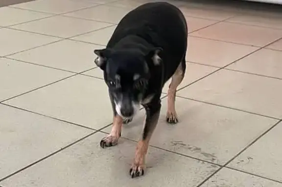 Найдена собака, Челябинск, фото: Найдена собака, Троицкий тракт, Челябинск