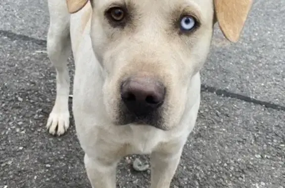 Найдена собака, Детляжка, фото: Найден собака, мужской, Бюраканская улица, 31, Детляжка - глаза разного цвета