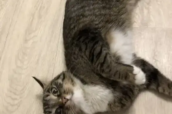 Найденные животные Сосновоборск, фото: Найдена кошка, Весенняя улица, 8, Сосновоборск