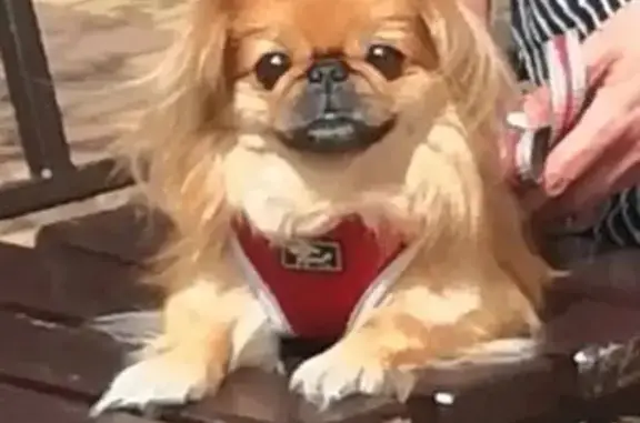 Пропала собака, Северная улица, Новопавловск - маленькая пекинес, оранжево-белая - photo