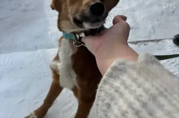 Найдена собака, Южный, фото: Найден щенок, улица Дзержинского, 13, Южный - с ошейником