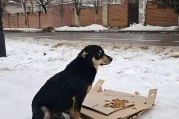 Найдена собака, Астрахань, фото: Найдена собака, улица Набережная Приволжского затона, 33, Астрахань - черная с рыжим, без хвоста