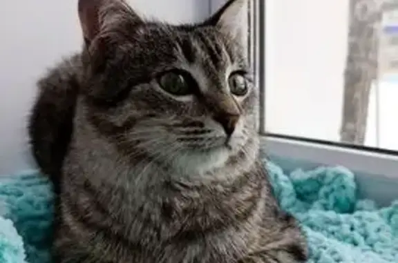 Найдена кошка, Стерлитамак, фото: Найдена кошка, улица Худайбердина, 154, Стерлитамак - серый в крапинку