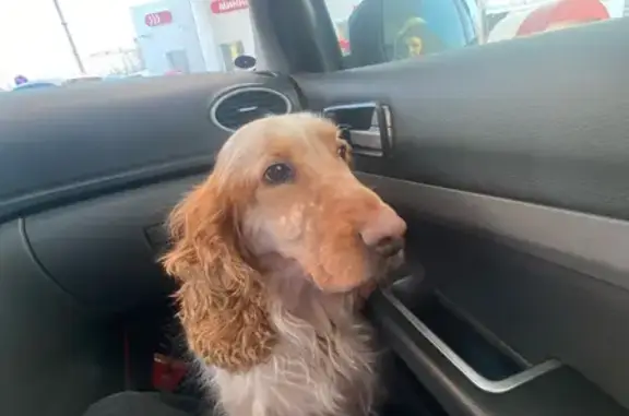 Найденные животные Печора, фото: Найдена собака, Печора, Республика Коми - без ошейника