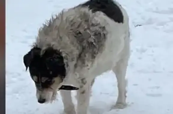 Найдена собака, Оренбург, фото: Найдена собака, проспект Дзержинского, 7/1, Оренбург - возможно слепая