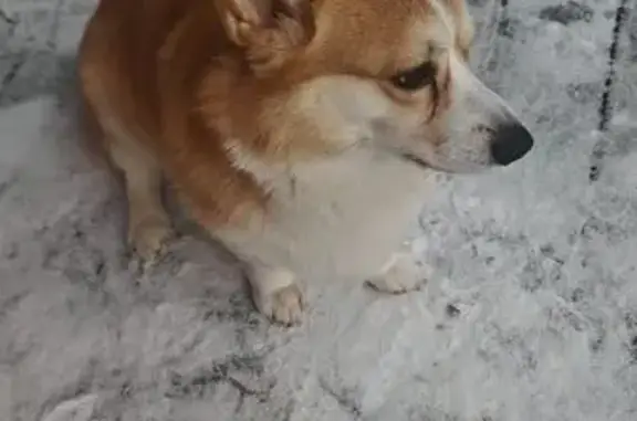 Найдена собака, Тула, фото: Найден собака, Славянская, Старое Басово, 1, Тула