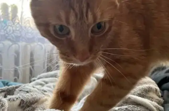 Кошки потеряшки, Полевской, фото: Потеряшка кот, улица Торопова, 3, Полевской - рыжий, шустрый