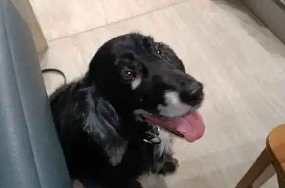 Найдена собака, Пермь, фото: Найден собака, мужской, Фоминская улица, Пермь - ухоженный