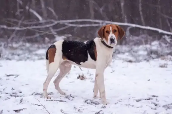 Пропала собака, Ульяновск, Ульяновская область - кобель русский гончий - photo