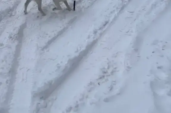 Найдена собака, Воронеж, фото: Найдена собака, улица Берёзовая Роща, Воронеж - синий поводок