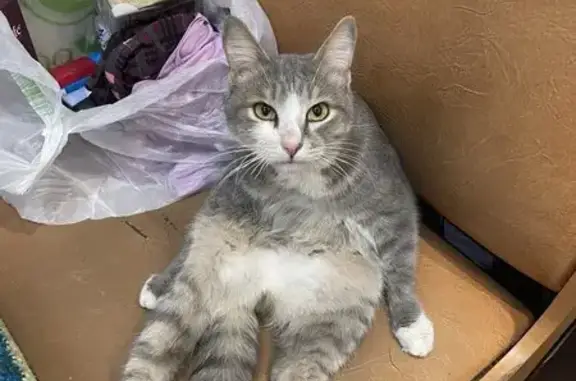 Пропала кошка, 15-я Северная улица, 137, Омск - серый окрас, откликается на Степа - photo