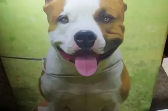 Пропал собака, Минусинск, Красноярский край - ам. стаф терьер, кличка Харди - photo