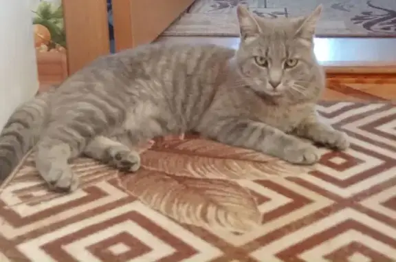 Пропал кот, улица Камыши-Хвощи, городской округ Пенза - серый окрас - photo