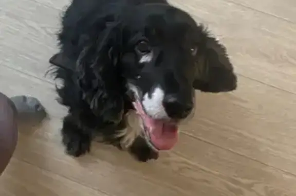 Найдена собака, Пермь, фото: Найдена собака, Фоминская улица, Пермь - ухоженный пёс с купированным хвостом