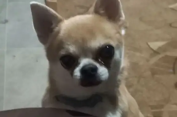 Пропала собака, Магистральная улица, 4, Уфа - чихуахуа по кличке Филя - photo