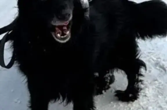 Собаки потеряшки, Красноярск, фото: Потеряшка собака, улица 26 Бакинских Комиссаров, Красноярск - кобель по кличке Джек