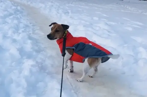 Потерянные животные Соколова Пустынь, фото: Пропала собака, Соколова Пустынь, Московская область - Тиша, Джек Рассел Терьер