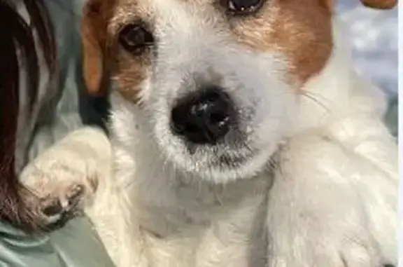 Пропала собака, женский пол, улица Потанина, Омск - белая с рыжими пятнами - photo