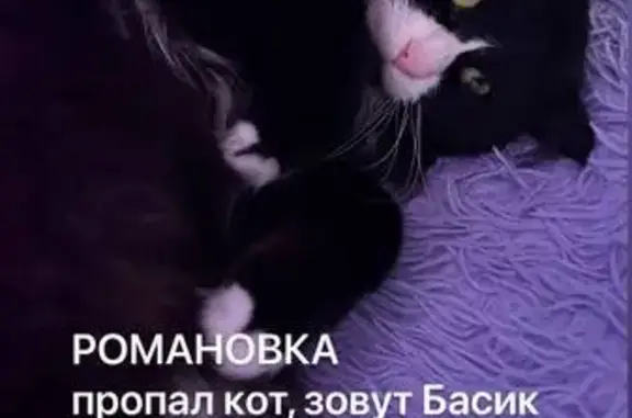 Пропал кот, Верхняя улица, 14 к1, Романовка - чёрно-белый - photo