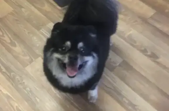 Пропал собака, Маневровая улица, 25А, Екатеринбург - чёрный шпиц - photo