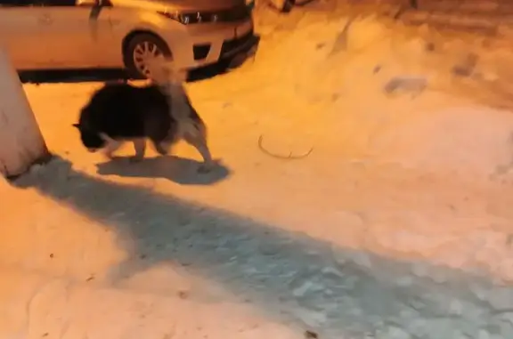 Найдена собака, Красноярск, фото: Найден собака, ул. Воронова, Красноярск - хаски в красном ошейнике