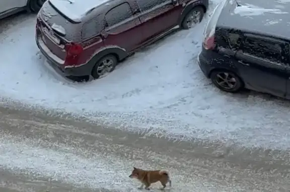Найдена собака, Петрозаводск, фото: Найдена собака, бульвар Интернационалистов, 6 к1, Петрозаводск - похожа на сиба-ину