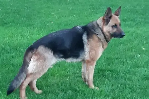 Пропала собака, Удино, Московская область - тёмно-коричневая, знает команды - photo