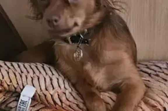 Пропала собака, женский пол, улица Ленина, Иртыш - photo