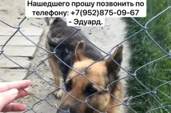 Пропала собака, ул. Советская, Староминская - висит правое ухо - photo