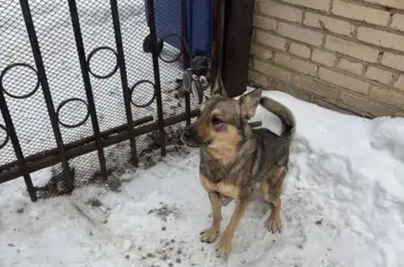 Найдена собака, Челябинск, фото: Найдена собака, проспект Ленина, 61Б, Челябинск - мужской, в ошейнике