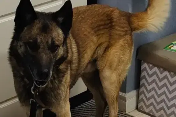 Найдена собака, Москва, фото: Найден собака, мужской, Загорьевская улица, 12 к1, Москва - рыжий с черной головой