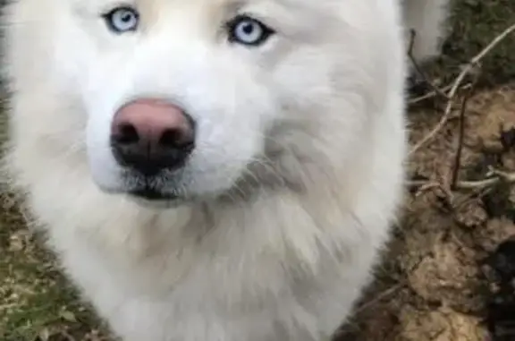 Пропал собака, улица Гастелло, Сочи - чисто белый хаски с голубыми глазами - photo