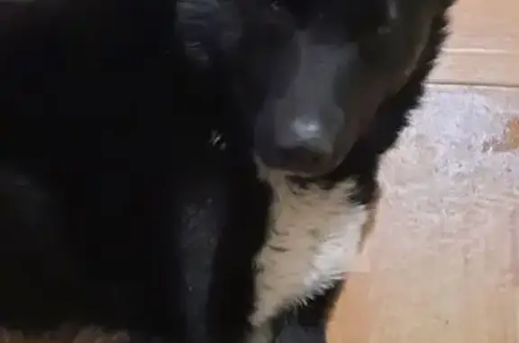 Найденные животные Ярославль, фото: Найден собака, Клубная улица, Ярославль - чёрно-белый, без ошейника