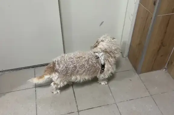 Найдена собака, Саранск, фото: Найдена собака, проспект Российской Армии, 3/2, Саранск - стояла у подъезда