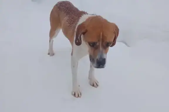 Найдена собака, Прудки-2, фото: Найдена собака, Мокрядино, Смоленская область - бело-рыжая, добрая и ласковая