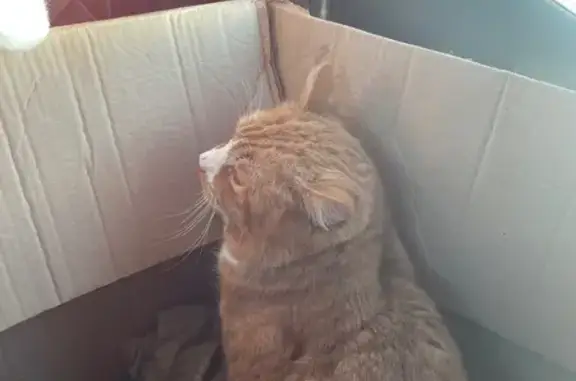 Найдена кошка, Кострома, фото: Найдена кошка, Сусанинская площадь, Кострома - рыжий окрас