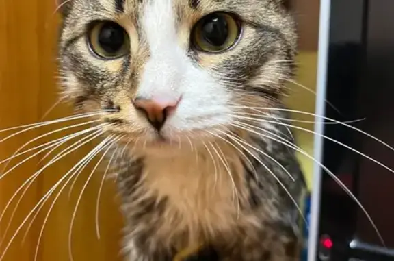 Найдена кошка, Жуковский, фото: Найден кот, Клубная улица, Жуковский - крупный и ласковый