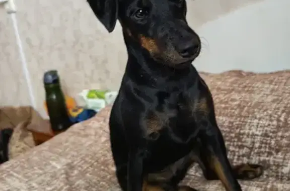 Пропала собака, улица Калараша, 18, Сочи - порода ягд-терьер - photo