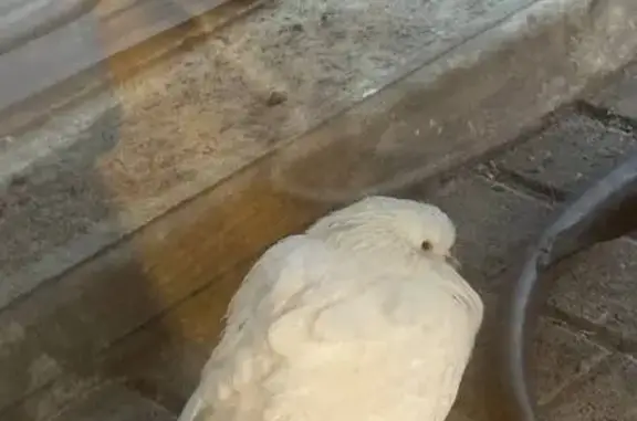 Пропал птица, Фермерская улица...