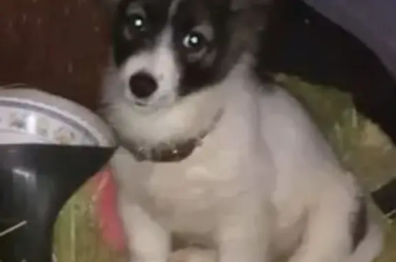 Пропала собака, Дачная улица, Вольск - белая с короткими лапками - photo