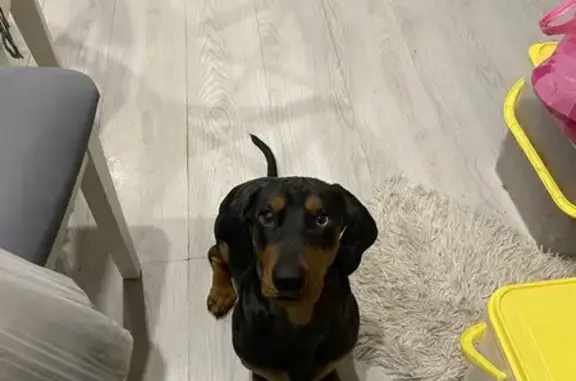 Потерянные животные Волгоград, фото: Пропал собака, Максимовский разъезд, Волгоград - редкий мраморный окрас