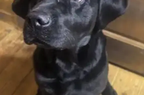 Найден чёрный лабрадор, 46Н-05489, Бородино - photo