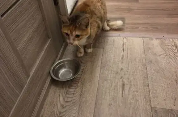 Найдена кошка, Ижевск, фото: Найдена кошка, Союзная улица, 51, Ижевск - трёхцветная молодая кошечка