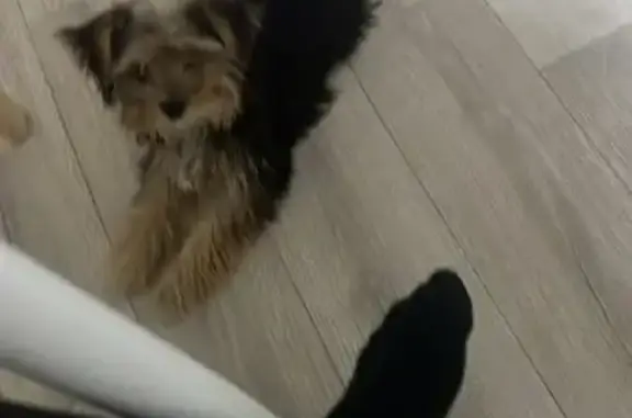 Пропала собака, улица С. Кирова, 77, Элиста - photo