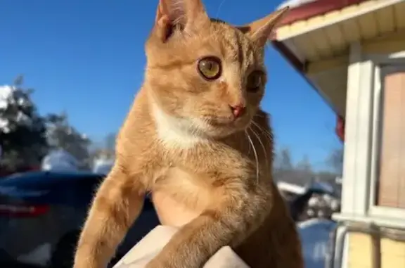 Найденные животные Чудово, фото: Найден кот, Грузинское шоссе, 85, Чудово – рыжий с белыми лапками