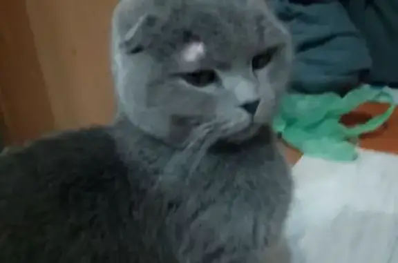 Найдена кошка, Реж, фото: Найдена кошка, Октябрьская улица, Реж - вислоухая, хромает на задние лапы