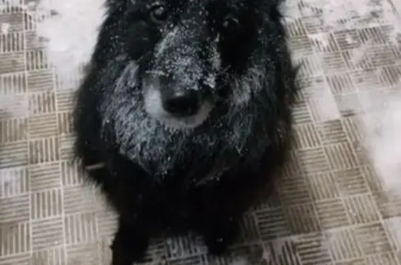 Найдена собака, Йошкар-Ола, фото: Найден собака, улица Димитрова, 62, Йошкар-Ола - добрый и контактный