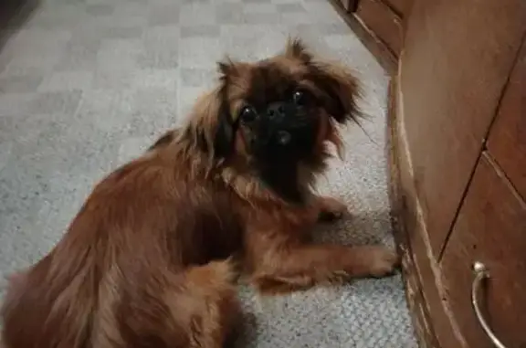 Найдена собака, Новороссийск, фото: Найдена собака, Новороссийск, Краснодарский край - рыжая девочка пекинес