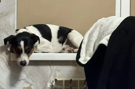 Пропал собака, мужской, Раздольная улица, Михайловск - мордочка трёхцветная - photo