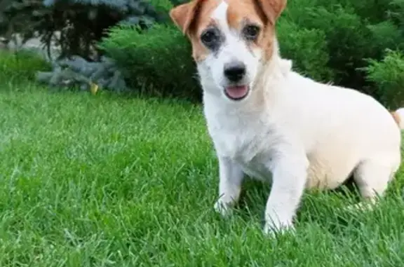 Пропала собака, женский пол, улица Потанина, Омск - Джек Рассел, белая с рыжими пятнами - photo